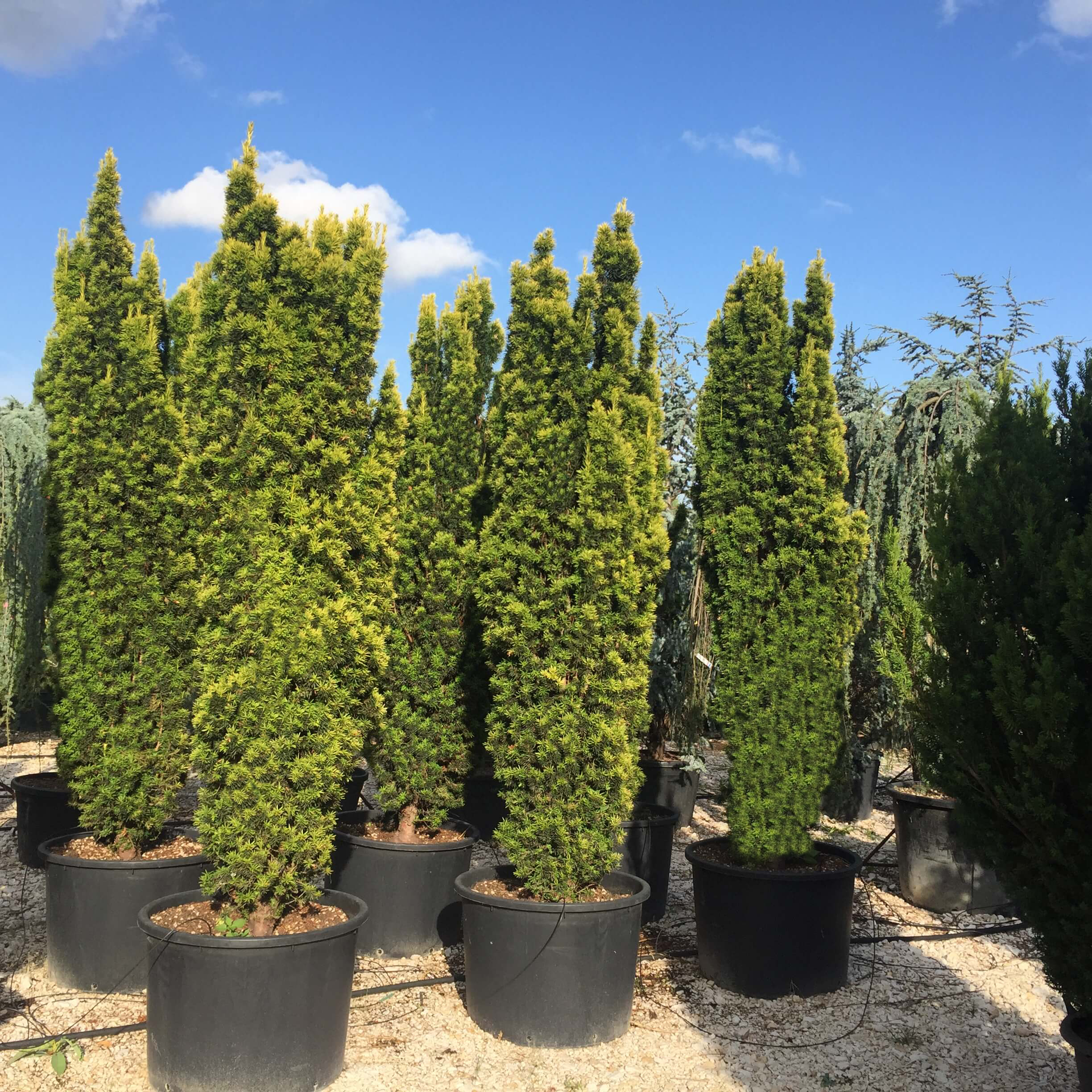 Arany oszlopos tiszafa Taxus baccata 'Fastigiata Aurea'